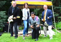 the chinch bugs band photo